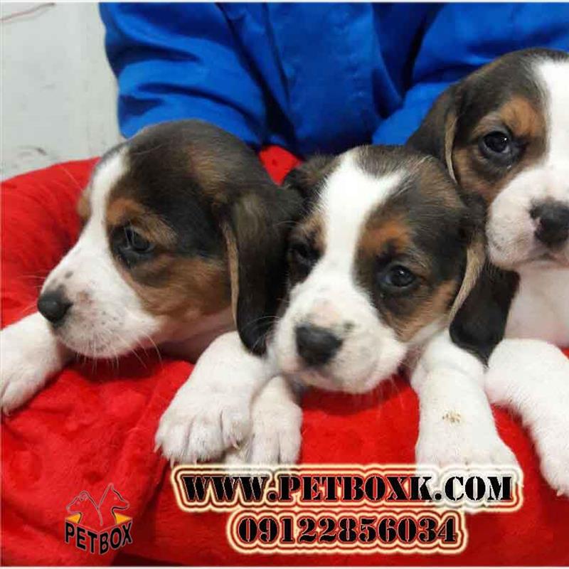 فروش بیگل 25 روزه با اصالت کامل