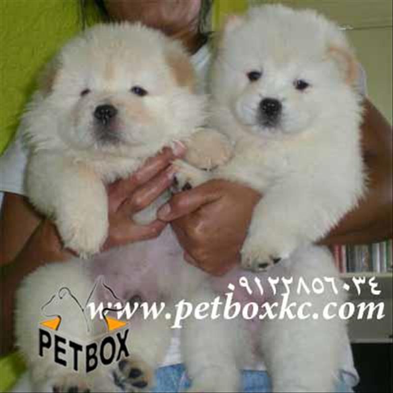 فروش چاوچاو توپولی 3 ماهه