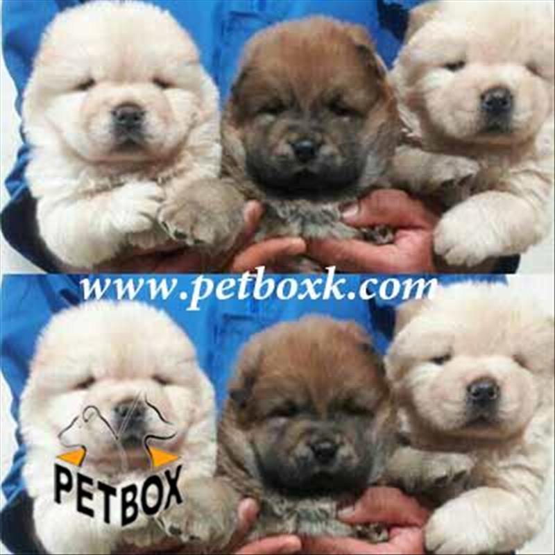  توله های چاو چاو 30 روزه 