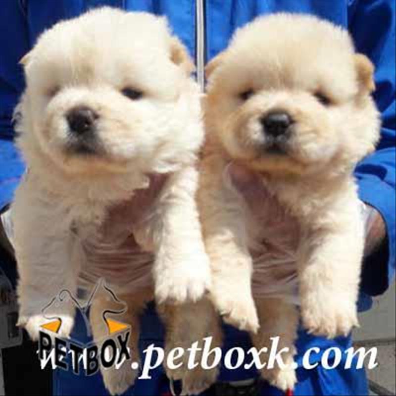 فروش چاوچاو سایز متوسط تپلی