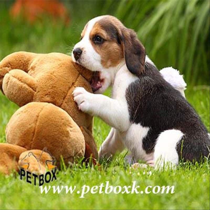  اغاز پیش فروش توله های بیگل