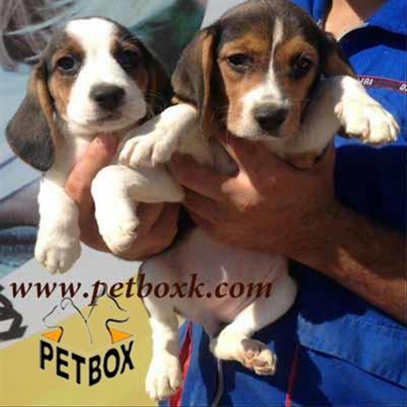  فروش توله های بیگل 2ماهه