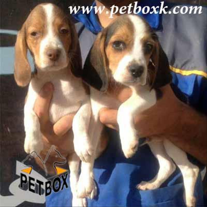 فروش توله های بیگل شیطون و بازیگوش