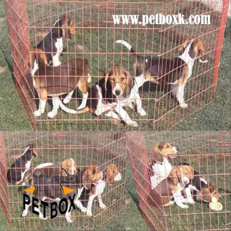  توله بیگل یک دوست باهوش