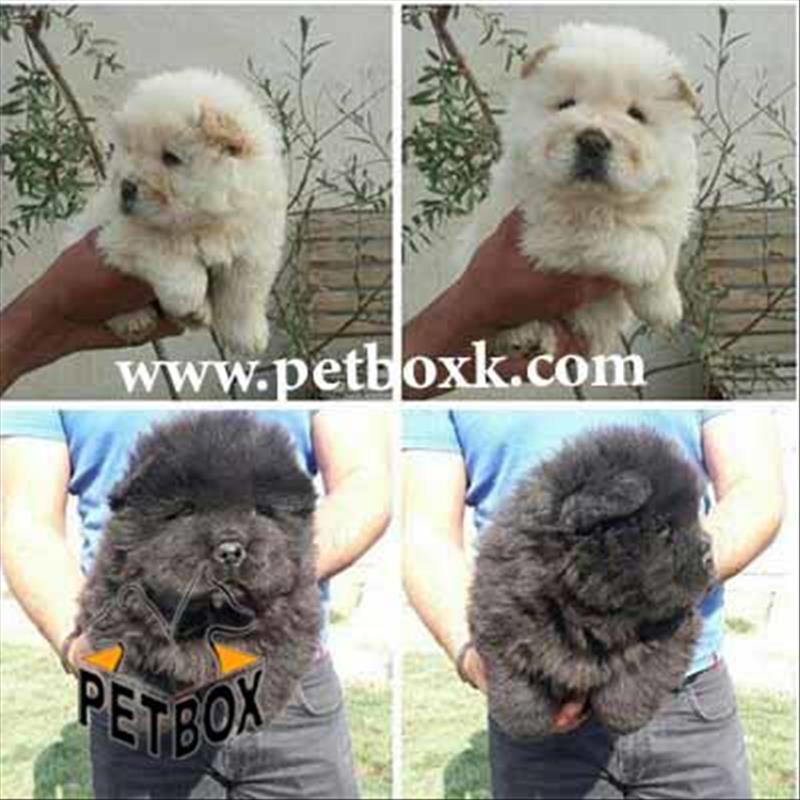  فروش چاوچاو وارداتی