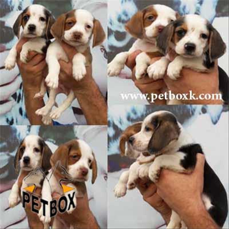  بیگل باهوش و بازیگوش