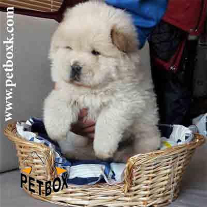  چاوچاو چاقالوی تپلی