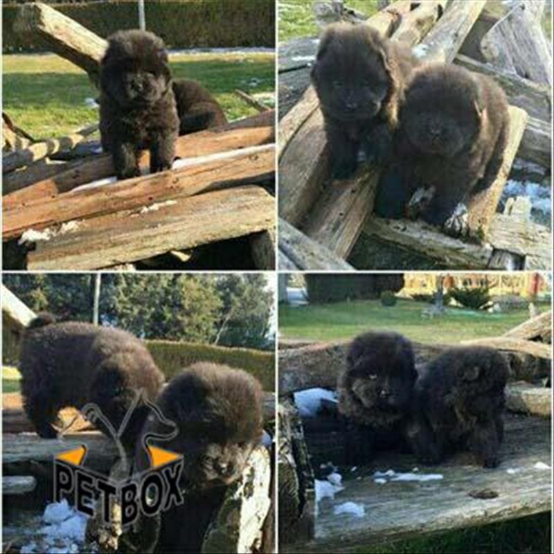  فروش چاو چاو سفید و مشکی یکدست