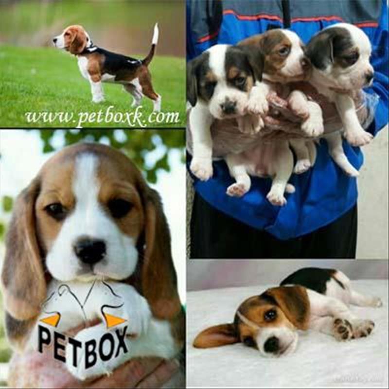 پیش فروش توله های 20 روزه بیگل