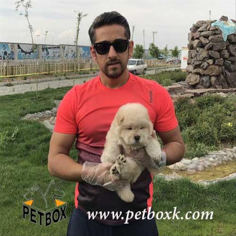  فروش چاوچاو وارداتی 2 ماهه