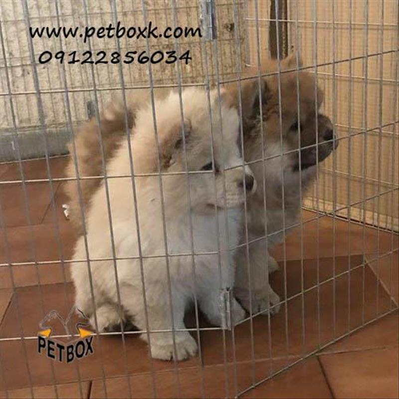  فروش چاوچاو پرتغالی 2.5 ماهه