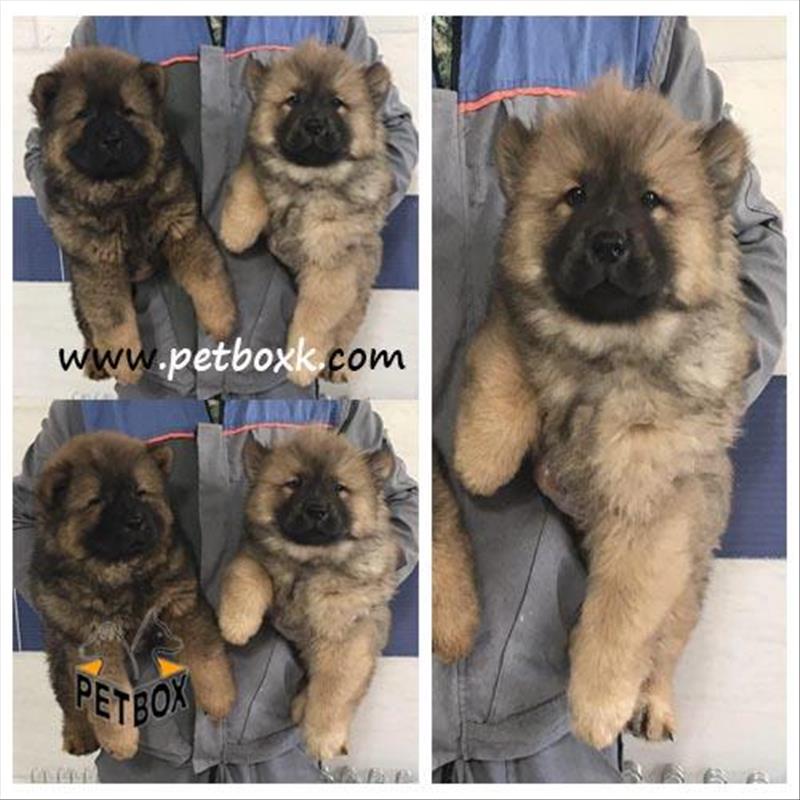  فروش چاوچاو پرتغالی رنگ