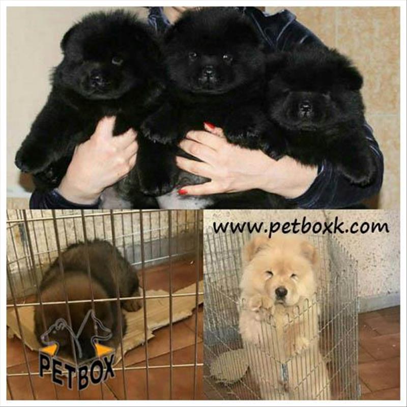  فروش چاوچاو وارداتی با تنوع رنگ