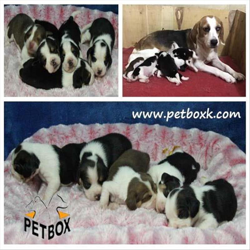  پیش فروش توله های بیگل