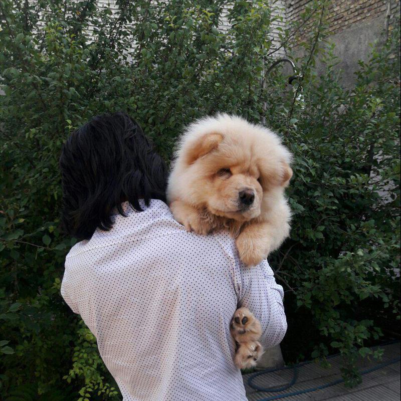 فروش چاوجاو وارداتی