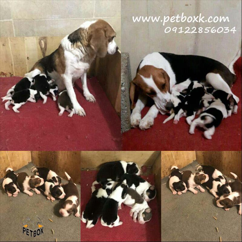  پیش فروش بیگل های مجموعه 