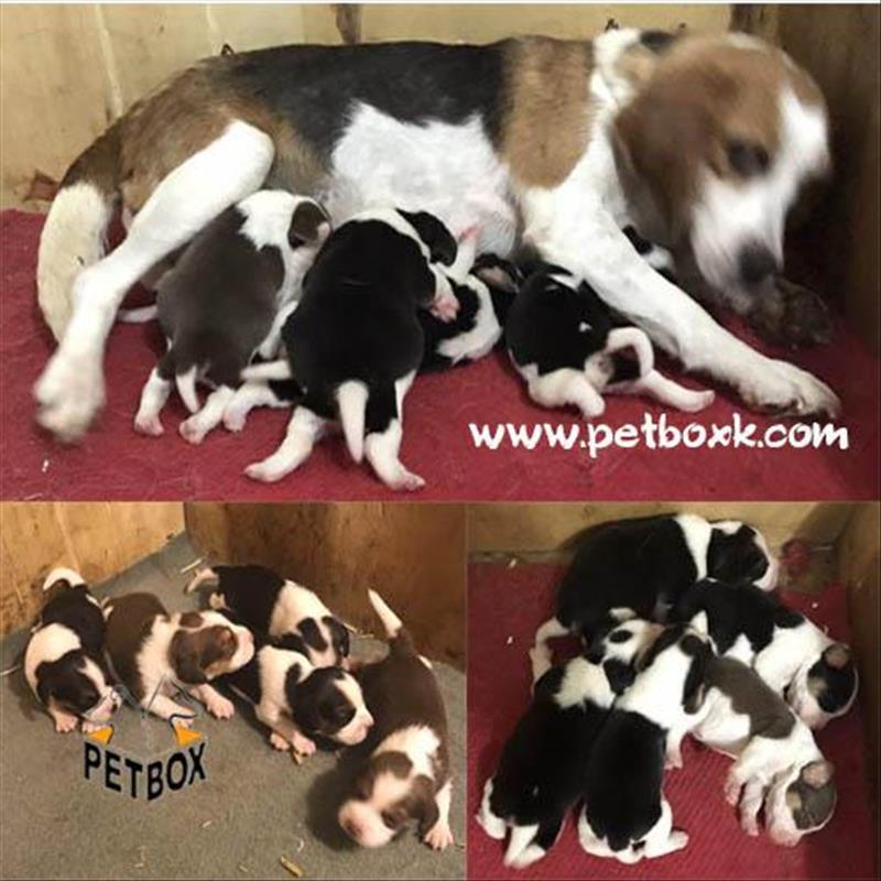  فروش بیگل های باهوش مجموعه پتباکس