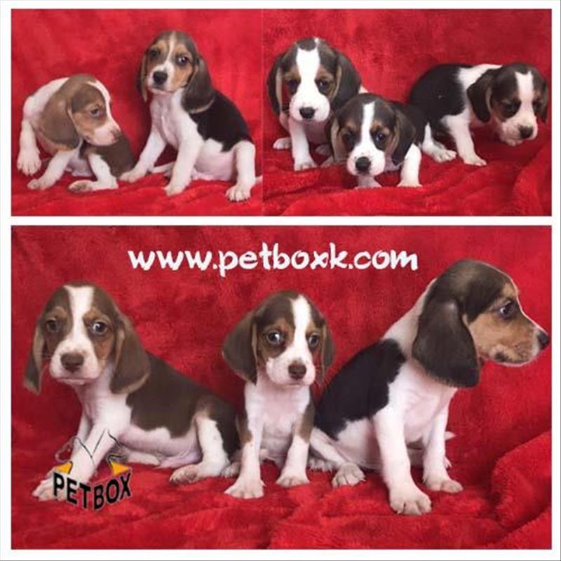  فروش توله های بیگل باهوش