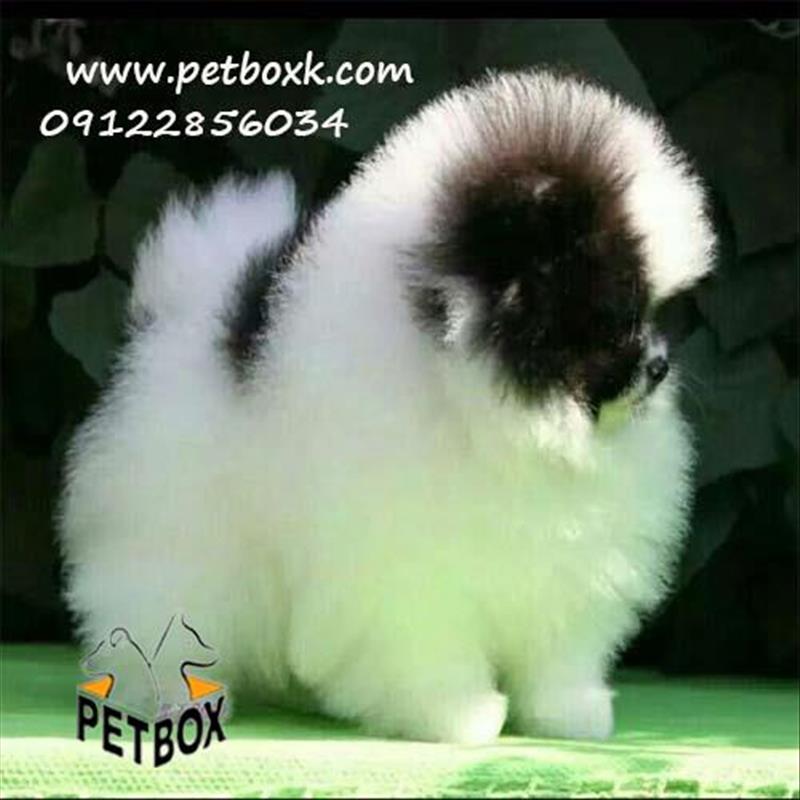 فروش میکرو پامرانین پاندا