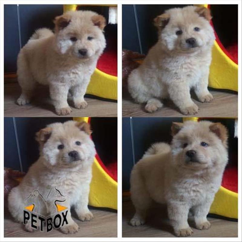  فروش چاوچاو ماده دوست داشتنی