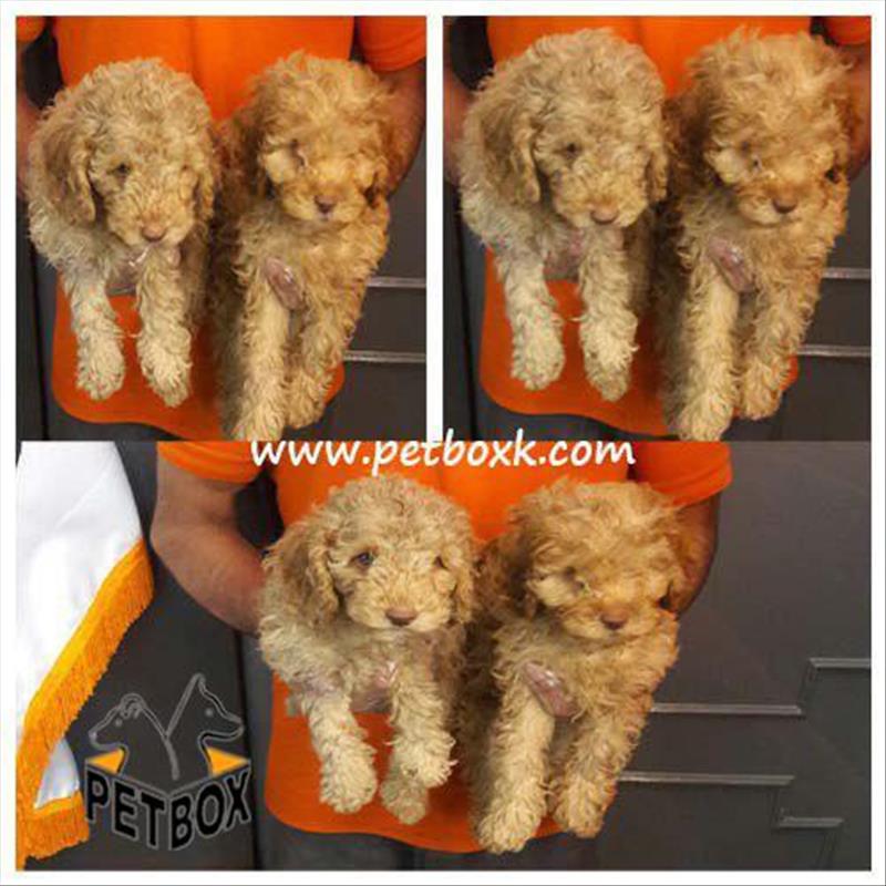  فروش پودل عروسکی مو فرفری