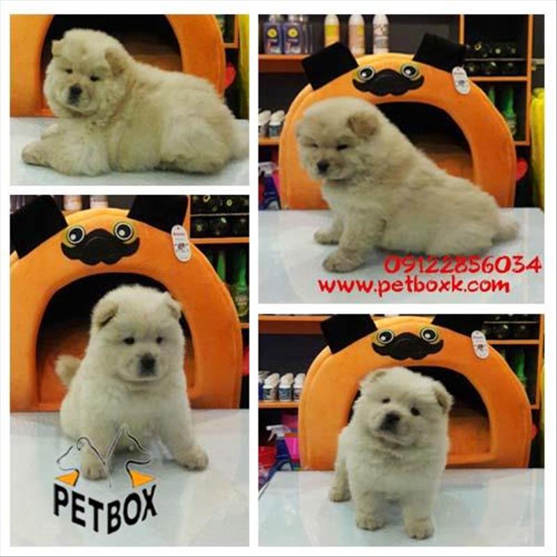 فروش توله چاوچاو کرم عسلی