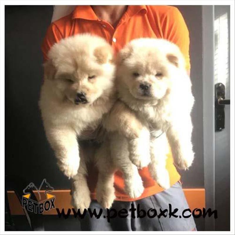  فروش قلقلی ترین نژاد سگ 