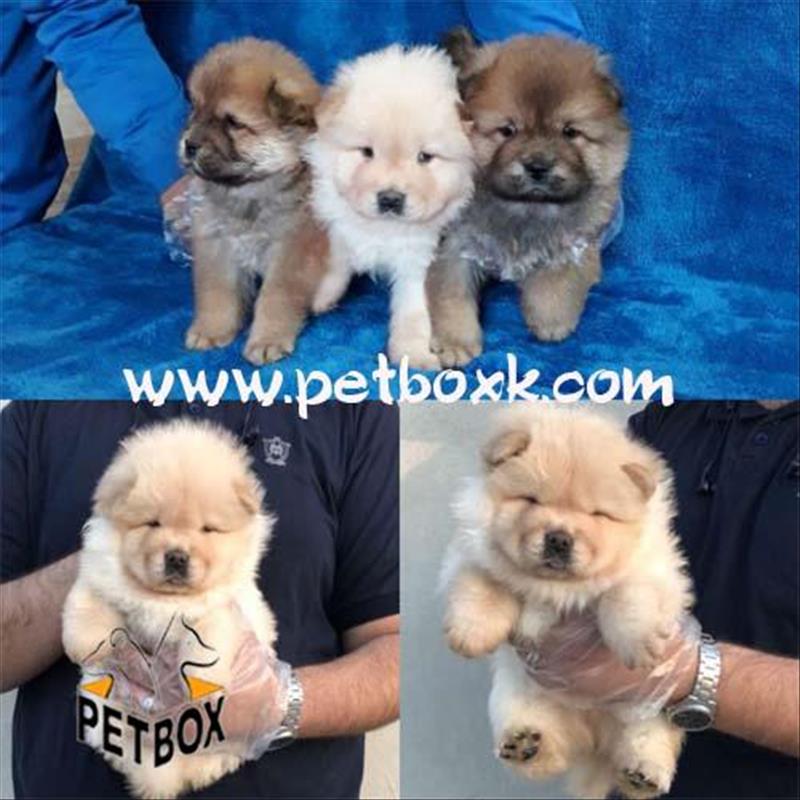 فروش خسته ترین نژاد دوست داشتنی