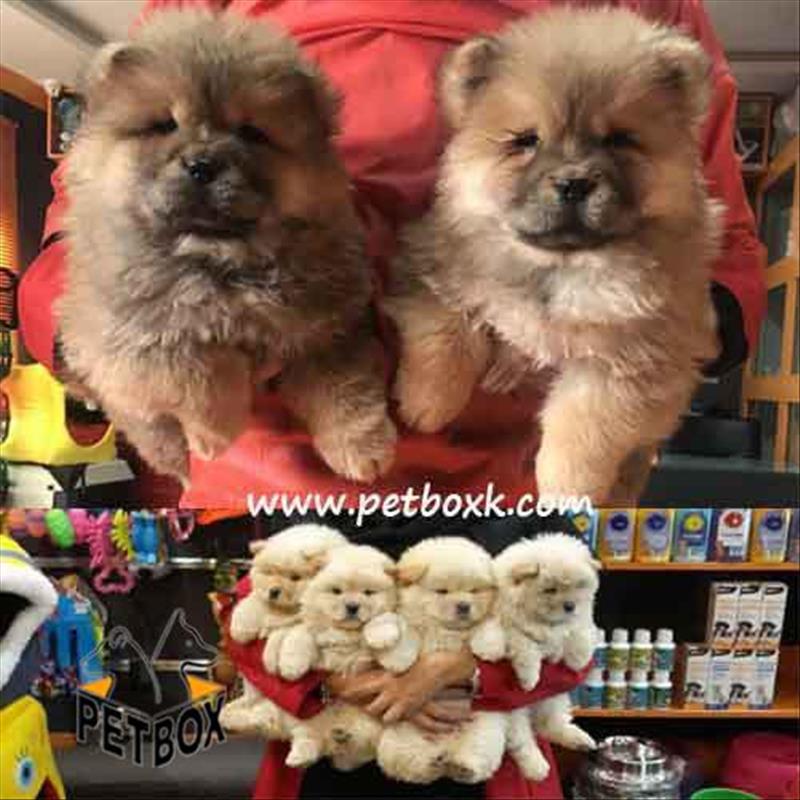 فروش چاوچاو های پرتقالی و سفید عسلی