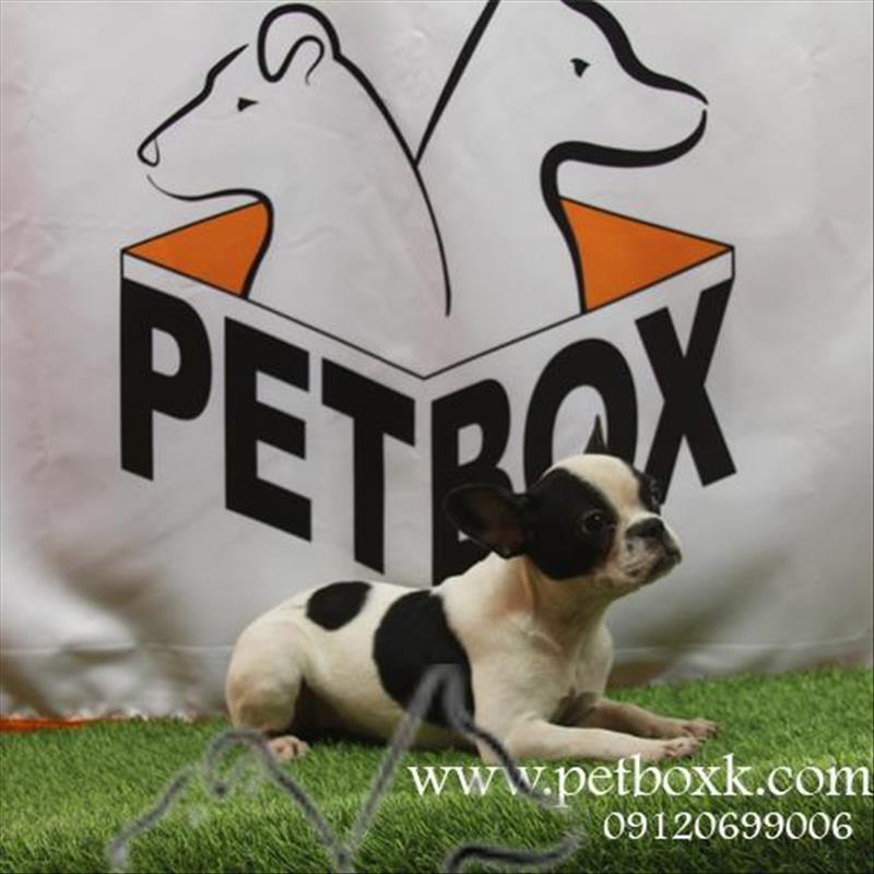 فروش فرنچ بولداگ شجاع و سرزنده