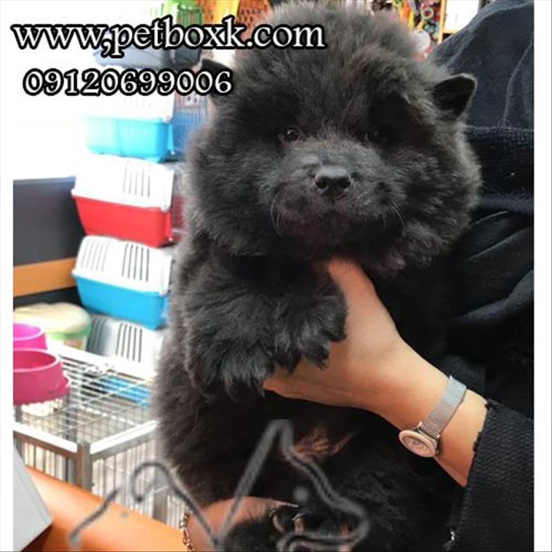 فروش توله چاوچاو خاص و کمیاب بلو