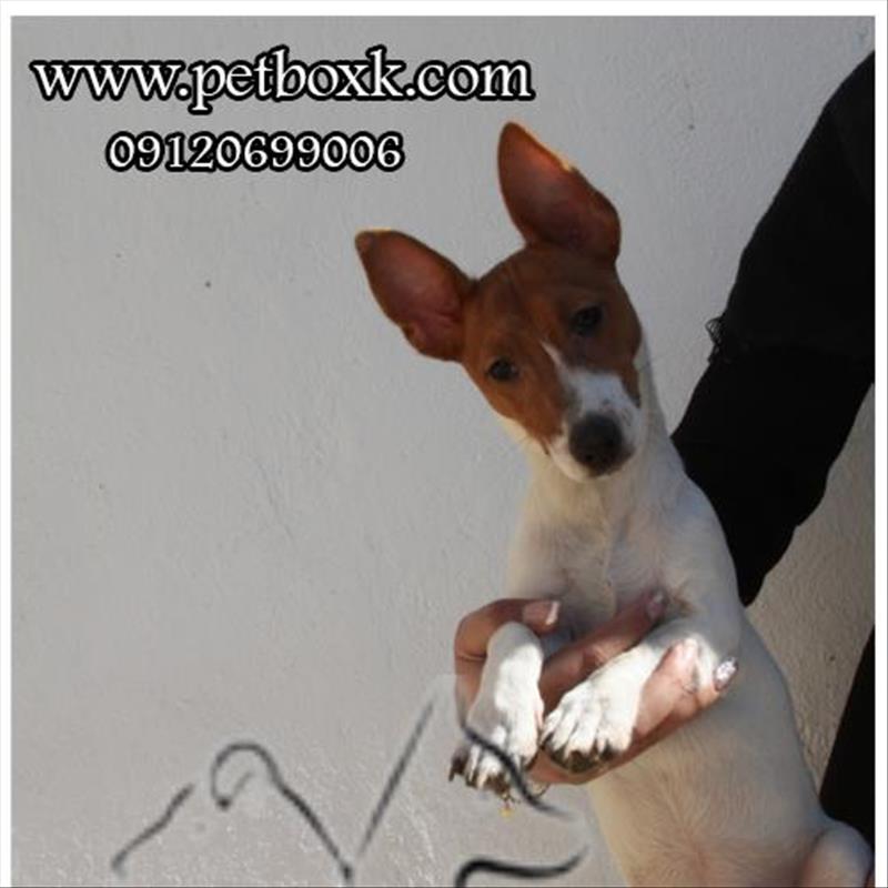 نژاد خاص و کمیاب جک راسل ( گوله انرژی )