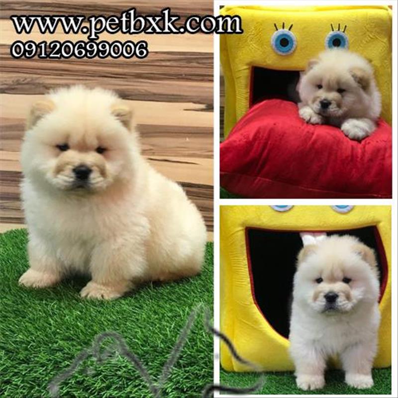 فروش توله های چاوچاو سفید عسلی با کیفیت عالی