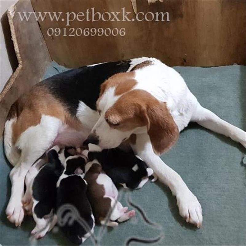 پیش فروش توله های بیگل گوش دراز