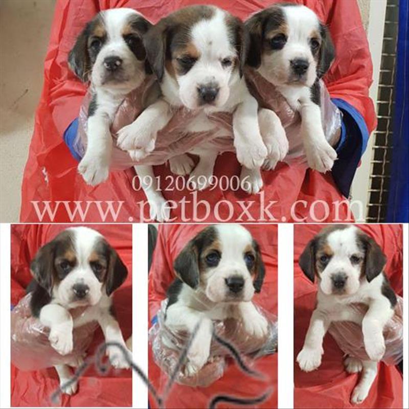 فروش توله هاى بيگل باهوش و جسور 