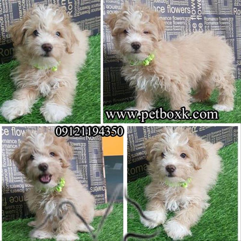 فروش پودل تریر شیطون و فرفری