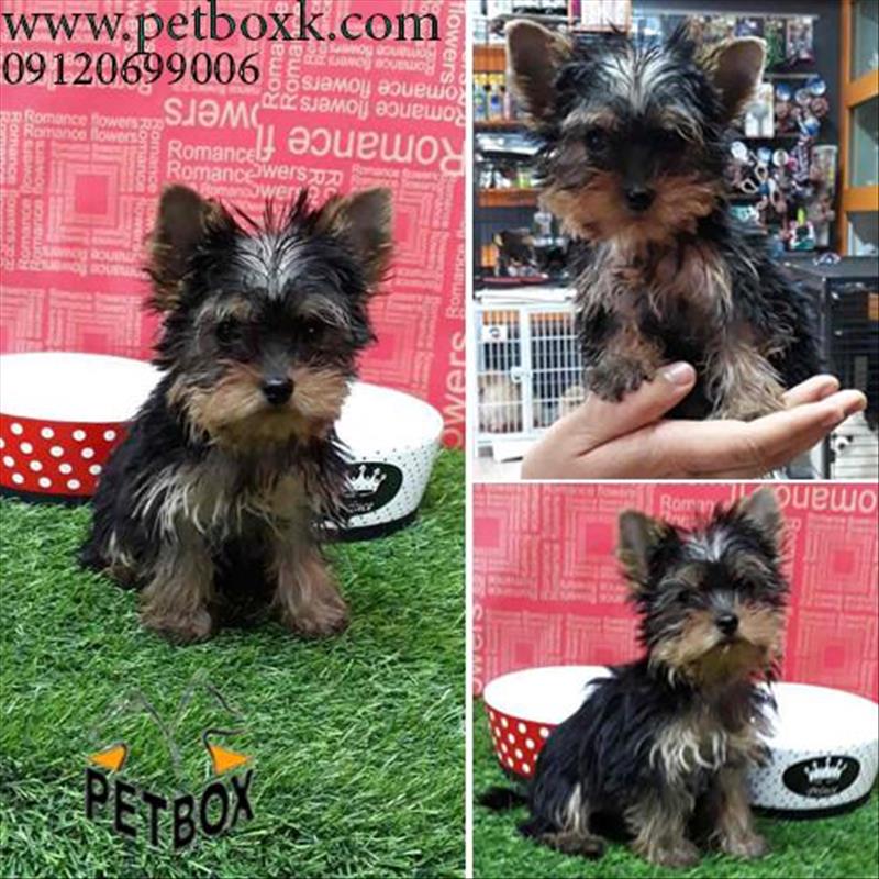 فروش توله های زیبای ابریشمی یورکشایرتریر