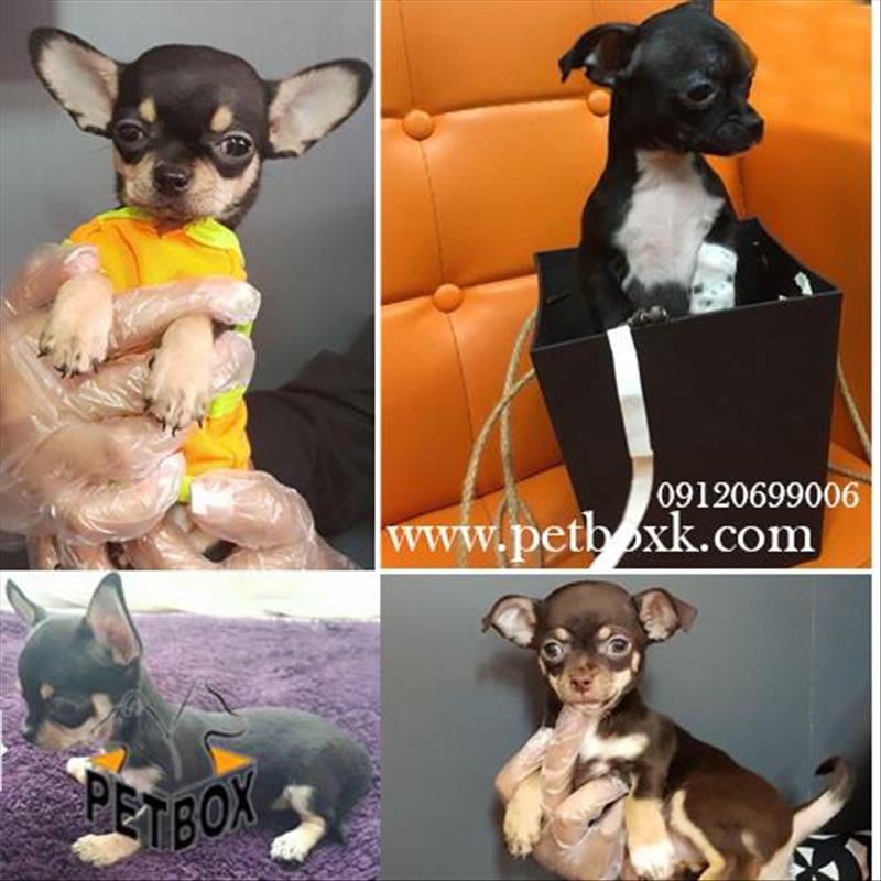 شی هواهوا سایز صفر( تی کاپ ) به رنگ های خاص