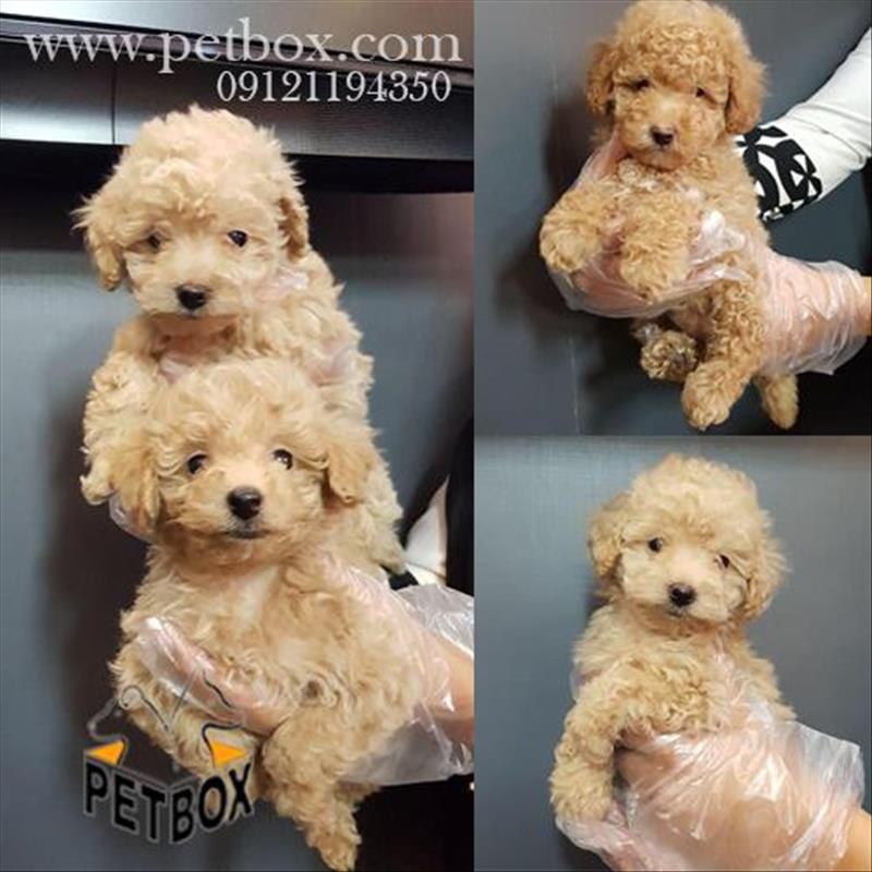 فروش توله های پودل عروسکی بامزه