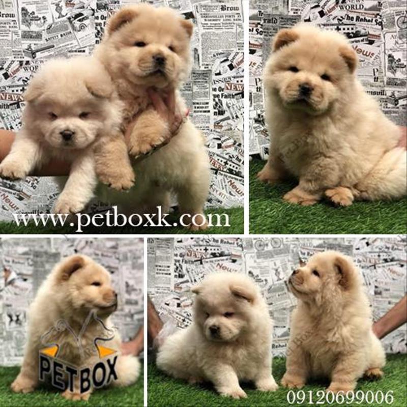 توله های زیبا و قِلقِلی چاوچاو