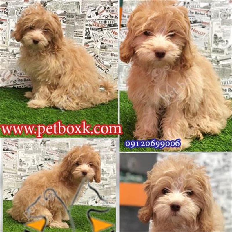 فروش توله پودل کراس طلایی و زیبا