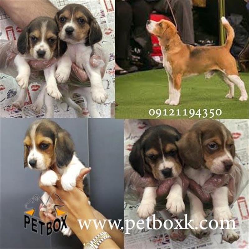 فروش توله هاى بيگل باهوش و رنگی 