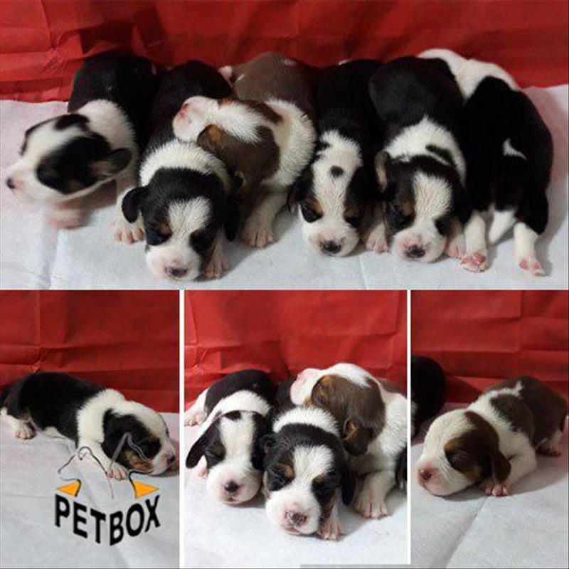 پیش فروش توله های خاص بیگل