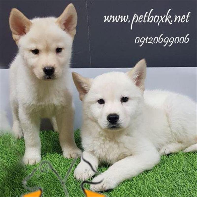 توله های گوگولی مگولی چاوسکی