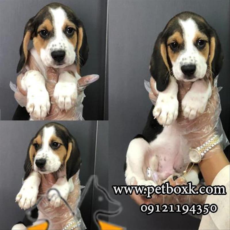 فروش توله های خاص و دوست داشتنی بیگل