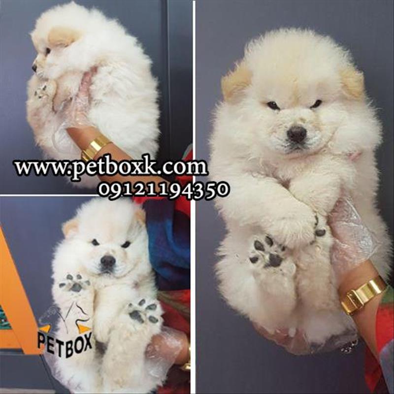 توله های چاقالو و قِلقِلی چاوچاو