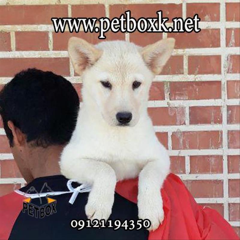 توله های زیبا از نژاد خاص چاوسکی