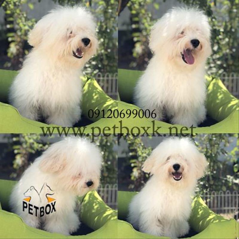 توله زیبا و بی نظیر بیچون فرایز