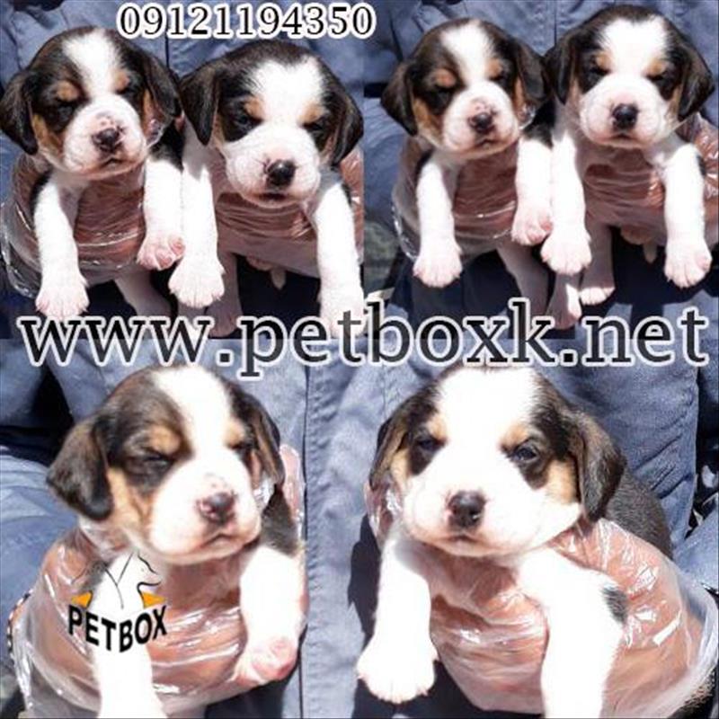 فروش توله های تری کالر بیگل