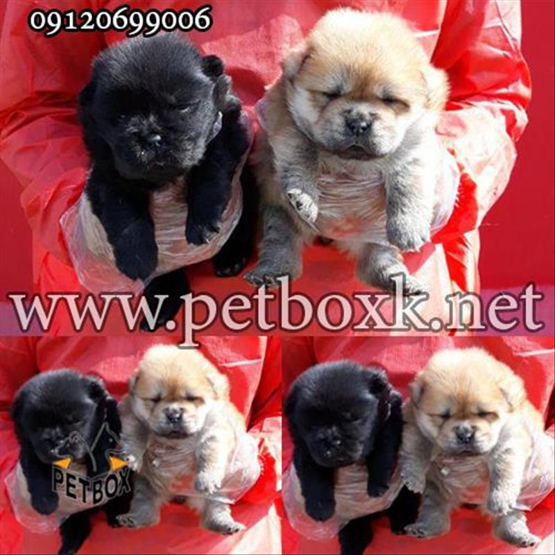 توله های زیبا و چاقالو چاوچاو